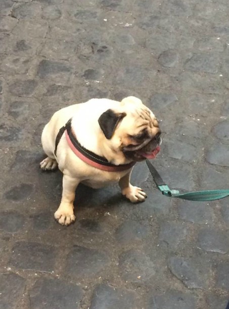 13815151_10154470665429708_884315088_n