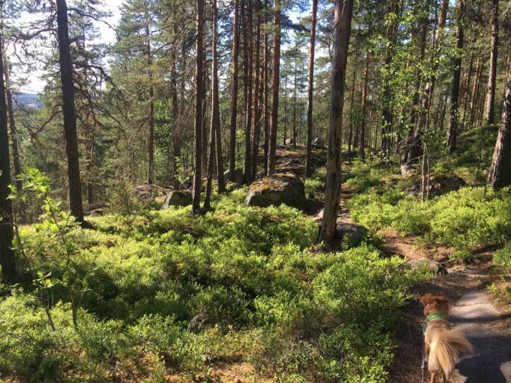 Kanavuoren luontopolku